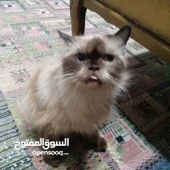 2 قطه هملايا لعوبه جدا ولطيفه جدا وهداء جدا جدا  الله يبارك ل صاحب النصيب القطه انثى من نوع هملايا