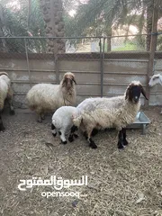  2 البيع جعد نعيمي اصل مع فحلهن شوف الوصف