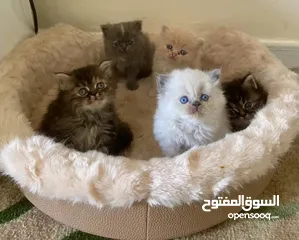  1 kittens -2.5 months