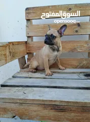  3 female french bulldog available for sale