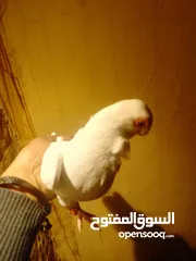  6 بولنديات نخب ولا غلطة