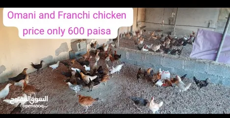  1 omani and Francis chicken