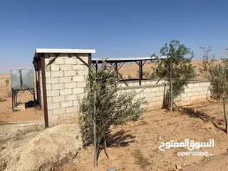  27 مزرعه زيتون