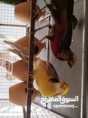  5 طائر الفزن الفرعوني أزواج