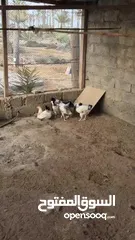  3 دجاج للبيع شوف الوصف.
