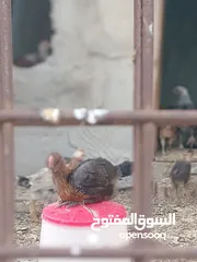  1 متاح صوص بلدي نخب جميع الاعمار