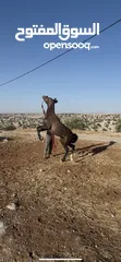  5 ذكر الله مهر قطعه نخب اول لعوب ساغ سلم مهر مقنوه للبيع او للبدل