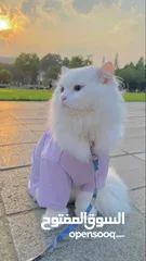  3 قطه شيرازي للبيع