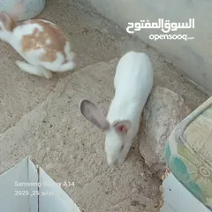  1 جوز ارانب هجين الماني