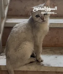  4 قط منزل للتبني