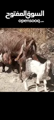  4 عنزين حليب نخب معهن 4