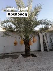  3 لتنظيف النخيل والواشنتونيا والاهتمام بالحدائق والثمار بكافه انواعها