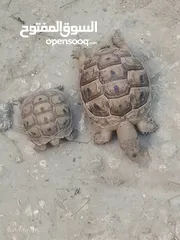  2 سلاحف للبيع