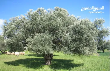  2 2دونم للبيع في كفرراعي (جنين)
