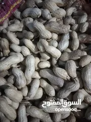  1 سوداني للعيد مفروز