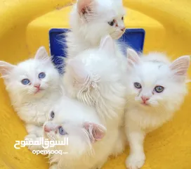  2 بيع قطط ذكر وانثى