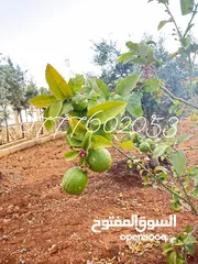  2 مزرعة لقطة مميزة مع بيت طابقين مطلة ومرتفعة