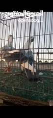  11 جوز فراخ اسطنابله  زرق وفرخ اسطنبولي احمر حبكين موجودات في الهاشمي الجنوبي