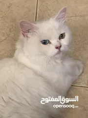  2 Cat for adoptionقطه للتبني