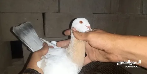  1 مخلف العام عمر سنه