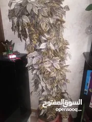  7 كرة موقعة و بطاقات بوكيمون
