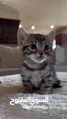  3 home trained Bengal kittens for adoption