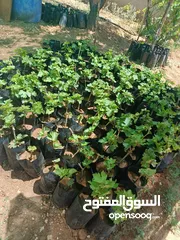  8 دوالي بلدي +اسود دراويشي +ماتور ماء 3/4ثلاثه ترباع ايطالي/ بدرلو/للبيع