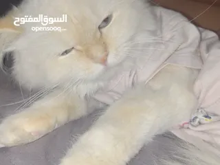  5 قطه هملاياء