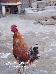  5 دجاج عرب لبيع ديج وثلاث دجاجات