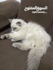  1 هملايا عمر 3 اشهر