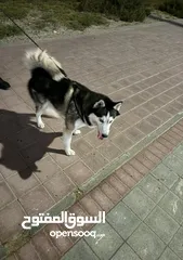  1 هاسكى بيور pure husky Dog + passport + cage + panel for playing + cleaning kit