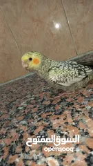  6 ببغاء كوكتيل اليف وعمرو صغير