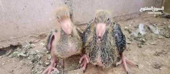  3 جوز جلوفت قراقطه