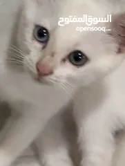  6 2قط شیرازی و بریطانی  2 cat with 2color eyes