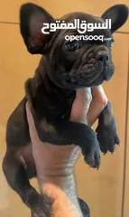  2 French bull dog female puppy