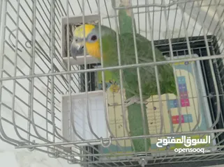  7 ببغاء امزوني اليف  هادي جدا للبيع قابل البدل على طيور