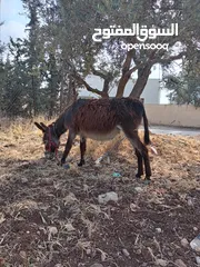  2 حمارة للبيع
