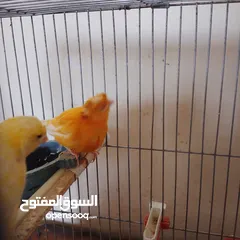  5 جوز كناري للبيع