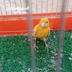  2 عصفور كنار