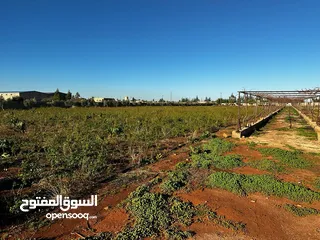  11 مزرعه هكتارين ف بوهادي 