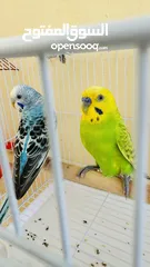  2 Love birds with cage