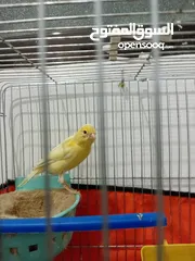  3 كنارات  و حساسين للبيع
