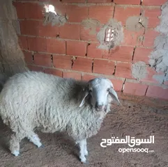  1 علوش للبيع