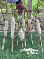  4 عسل بو طويق سدر بركاء