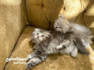  16 5 قطط مكس للبيع