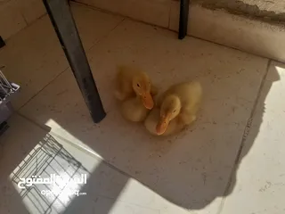  5 بط عدد 2للبيع عمر شهر