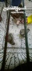  3 طيوور منعرفش شنو للبيع