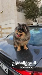  5 كلب بومارينيان بالوان مميزة للبيع