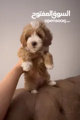  2 Toy maltipoo