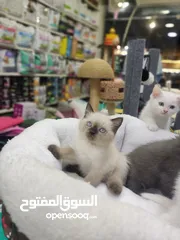  8 قطط سكوتش فولد وستريت اناث وذكور 60 يوم